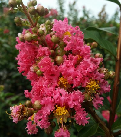 Crape Myrtle Tuscarora